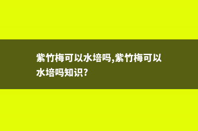 紫竹梅可以水培吗，怎么水培？ (紫竹梅可以水培吗,紫竹梅可以水培吗知识?)