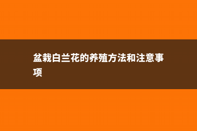 盆栽白兰花的养殖方法 (盆栽白兰花的养殖方法和注意事项)