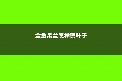 金鱼吊兰怎样剪枝好看，冬天能剪枝吗 (金鱼吊兰怎样剪叶子)