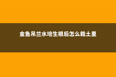 金鱼吊兰水培几天长根，怎么长得快 (金鱼吊兰水培生根后怎么栽土里)