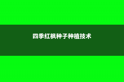 四季红枫种子种植方法和注意事项 (四季红枫种子种植技术)