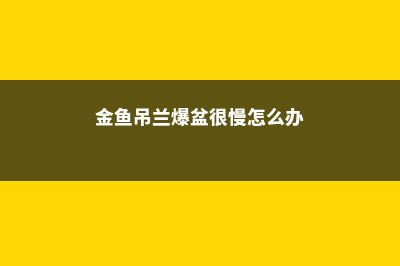 金鱼吊兰爆盆很简单，教你1招，长得快又开花多！ (金鱼吊兰爆盆很慢怎么办)