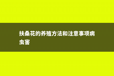 扶桑花的养殖方法（养护技巧、扦插方法和时间） (扶桑花的养殖方法和注意事项病虫害)