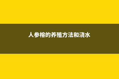 人参榕的养殖方法，怎么让根长大？ (人参榕的养殖方法和浇水)