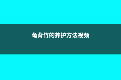 龟背竹的养护方法，运用气生根怎么繁殖 (龟背竹的养护方法视频)