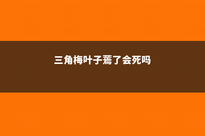 三角梅叶子蔫、发黄、掉落的原因和解决办法 (三角梅叶子蔫了会死吗)