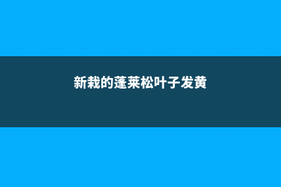 新栽的蓬莱松叶子黄了、掉落怎么处理 (新栽的蓬莱松叶子发黄)