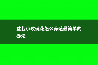 盆栽小玫瑰花怎么繁殖（枝插种植方法） (盆栽小玫瑰花怎么养殖最简单的办法)