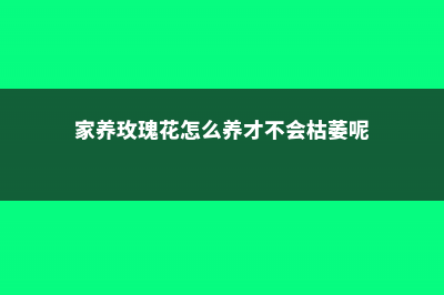 家养玫瑰花怎么养殖（室内和室外方法不同） (家养玫瑰花怎么养才不会枯萎呢)