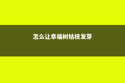 怎么让幸福树爆新芽 (怎么让幸福树枯枝发芽)