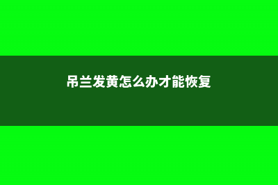 吊兰发黄怎么办：新栽、土培、水培处理方法 (吊兰发黄怎么办才能恢复)