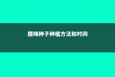 腊梅种子种植方法（方法及时间），种子种的能开花吗 (腊梅种子种植方法和时间)