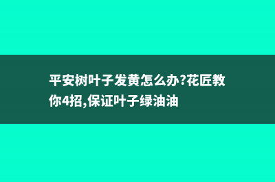 平安树叶子发黄是怎么回事 (平安树叶子发黄怎么办?花匠教你4招,保证叶子绿油油)