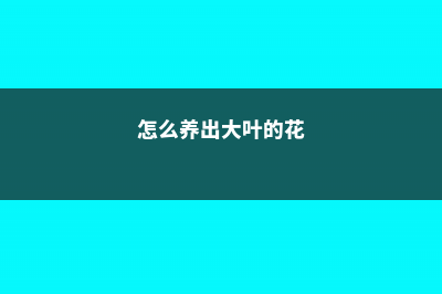 怎么养出大叶的绿萝 (怎么养出大叶的花)