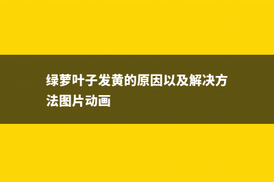 绿萝叶子发黄的原因及解决方法 (绿萝叶子发黄的原因以及解决方法图片动画)