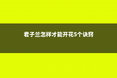 栀子花怎么养护 (君子兰怎样才能开花5个诀窍)