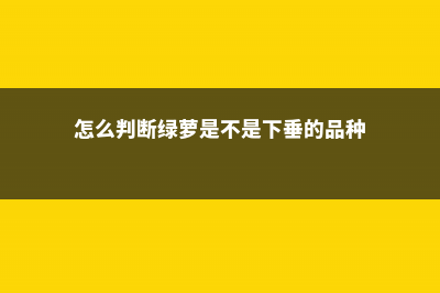 怎么判断绿萝缺不缺水 (怎么判断绿萝是不是下垂的品种)