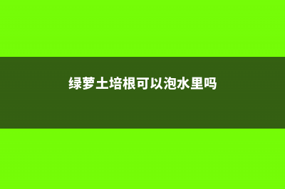 土培绿萝根太多、根满盆了怎办 (绿萝土培根可以泡水里吗)