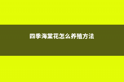 四季海棠花怎么浇水，多长时间浇水 (四季海棠花怎么养殖方法)