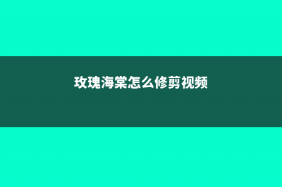 玫瑰海棠怎么修剪，什么时候剪枝 (玫瑰海棠怎么修剪视频)