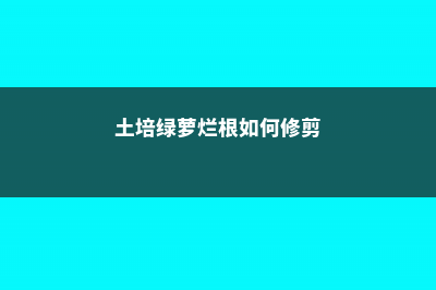 土培绿萝烂根如何消毒 (土培绿萝烂根如何修剪)