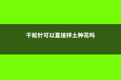 干松针可以直接种花、垫花盆吗？ (干松针可以直接拌土种花吗)