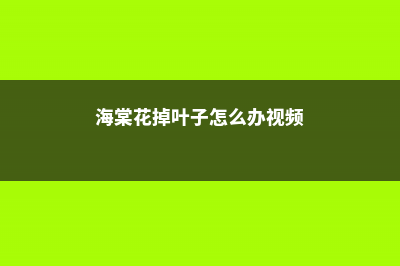 海棠花掉叶子怎么办，叶子蔫了怎么处理 (海棠花掉叶子怎么办视频)