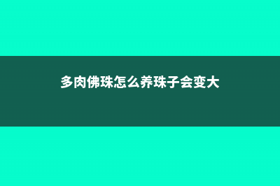 佛珠多肉怎么过冬 (多肉佛珠怎么养珠子会变大)