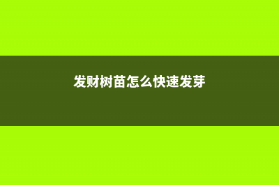 发财树苗怎么快速长高，怎么种会粗大 (发财树苗怎么快速发芽)