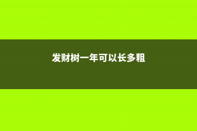 发财树苗一年能长多粗，怎么快速长高 (发财树一年可以长多粗)