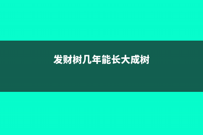 发财树几年能长大，主干怎么养粗 (发财树几年能长大成树)