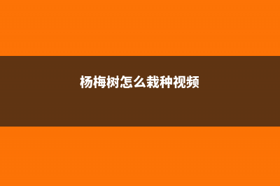 杨梅树怎么栽，需要什么土壤 (杨梅树怎么栽种视频)