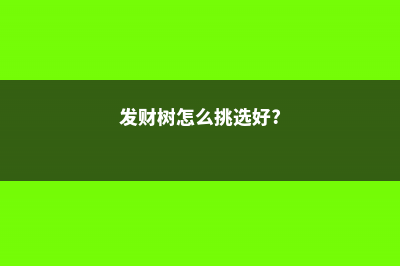 发财树要怎么挑选好的，养什么样的好？ (发财树怎么挑选好?)