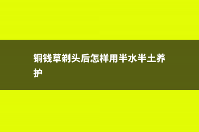 铜钱草剃头后怎么养，几天能爆盆 (铜钱草剃头后怎样用半水半土养护)