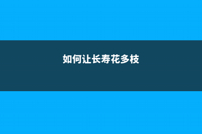 如何让长寿花多开花，长大长壮？ (如何让长寿花多枝)