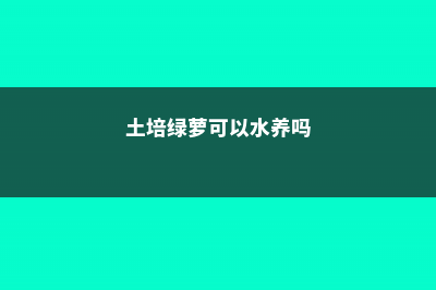 土培绿萝可以水培吗，可以半土半水吗 (土培绿萝可以水养吗)