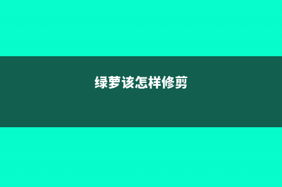 绿萝怎么修剪好看，大盆绿萝怎么修剪 (绿萝该怎样修剪)