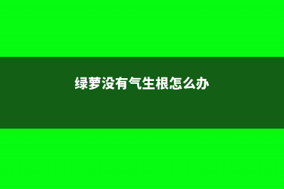 绿萝没气根能扦插吗，不生根是什么原因 (绿萝没有气生根怎么办)