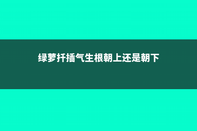 绿萝扦插气根剪掉吗，气根作用是什么？ (绿萝扦插气生根朝上还是朝下)