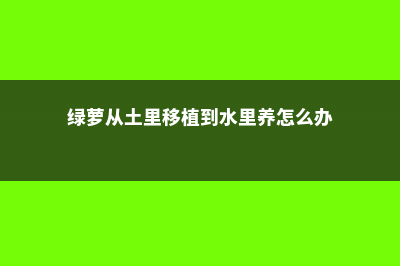 绿萝从土里移植到水养，要注意什么 (绿萝从土里移植到水里养怎么办)