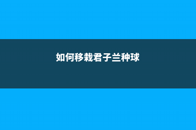 如何移栽君子兰：幼苗移栽方法、注意事项 (如何移栽君子兰种球)