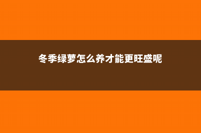 绿萝如何过冬，冬天没暖气能包上袋子过冬吗 (冬季绿萝怎么养才能更旺盛呢)