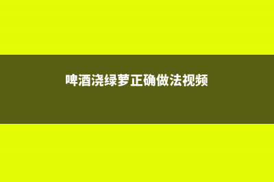 啤酒浇绿萝的正确方法，啤酒怎样发酵才能浇花 (啤酒浇绿萝正确做法视频)