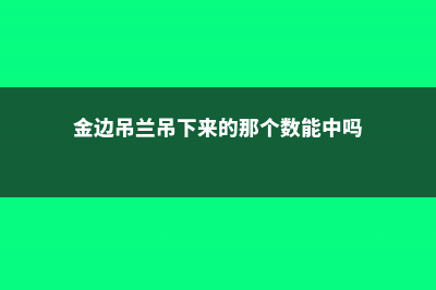 金边吊兰要吊起来么，怎么才能出吊 (金边吊兰吊下来的那个数能中吗)