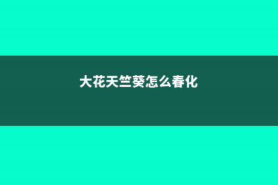 大花天竺葵怎么修剪，时间和造型方法详解 (大花天竺葵怎么春化)