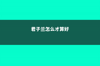 君子兰怎样才算浇透，水浇多了怎么办 (君子兰怎么才算好)