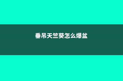 垂吊天竺葵怎么修剪，如何打顶，修剪时间是什么 (垂吊天竺葵怎么爆盆)