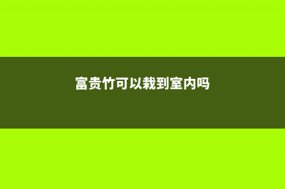 富贵竹可以栽到花盆里吗，土培要什么花盆 (富贵竹可以栽到室内吗)