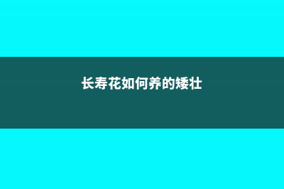 长寿花如何养，怎么才能爆盆？ (长寿花如何养的矮壮)