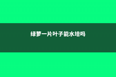 绿萝一片叶子能长根么，能插活么？ (绿萝一片叶子能水培吗)